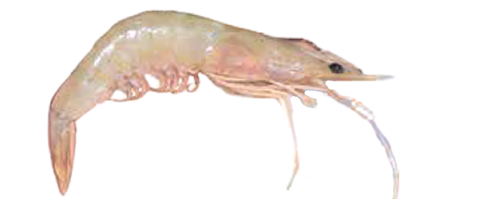 White Shrimp (Penaeus indicus)